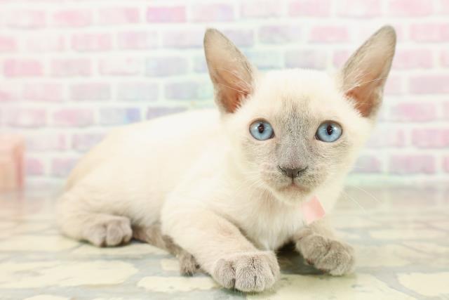 神奈川県のトンキニーズ (Coo&RIKU小田原店/2025年11月10日生まれ/女の子/ブルーポイント)の子猫の3枚目の画像