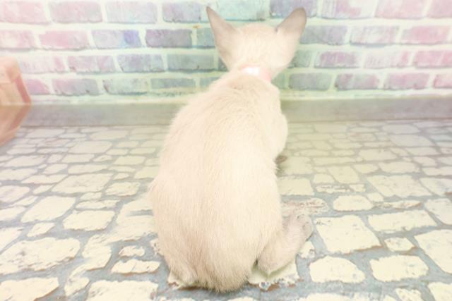 神奈川県のトンキニーズ (Coo&RIKU小田原店/2025年11月10日生まれ/女の子/ブルーポイント)の子猫の4枚目の画像