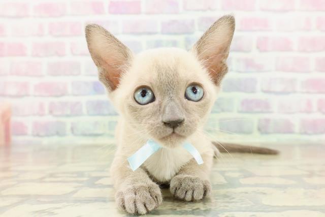 神奈川県のトンキニーズ (Coo&RIKU秦野店/2025年11月10日生まれ/男の子/ブルーポイント)の子猫の1枚目の画像