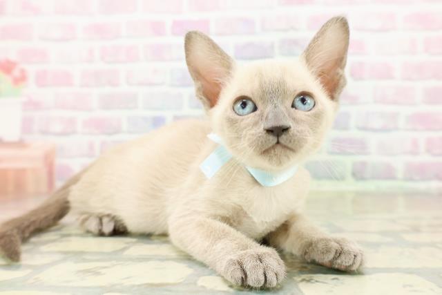 神奈川県のトンキニーズ (Coo&RIKU秦野店/2025年11月10日生まれ/男の子/ブルーポイント)の子猫の3枚目の画像