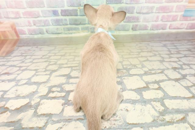 神奈川県のトンキニーズ (Coo&RIKU秦野店/2025年11月10日生まれ/男の子/ブルーポイント)の子猫の4枚目の画像