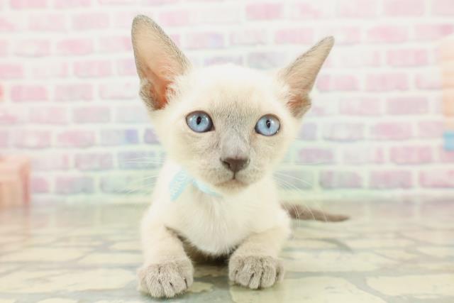 神奈川県のトンキニーズ (Coo&RIKU藤沢店/2025年11月10日生まれ/男の子/ブルーポイント)の子猫の1枚目の画像