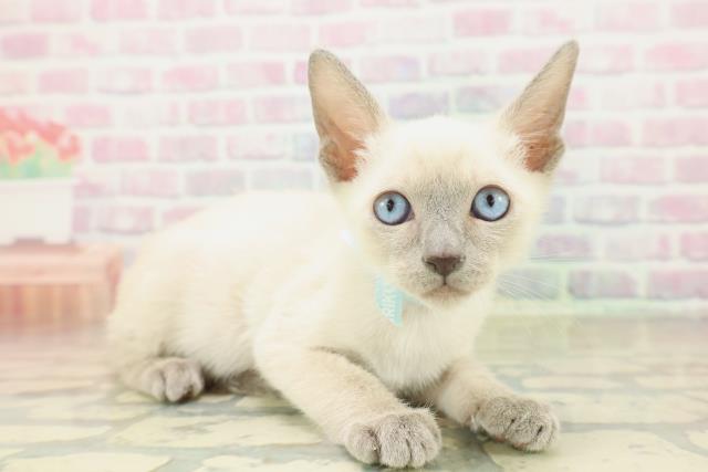 神奈川県のトンキニーズ (Coo&RIKU藤沢店/2025年11月10日生まれ/男の子/ブルーポイント)の子猫の3枚目の画像