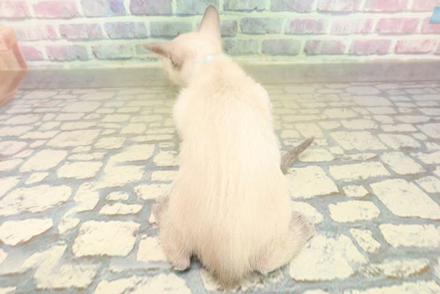 神奈川県のトンキニーズ (Coo&RIKU藤沢店/2025年11月10日生まれ/男の子/ブルーポイント)の子猫の4枚目の画像