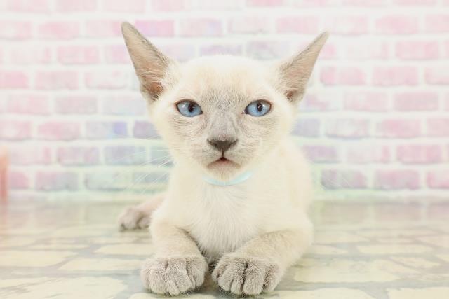 神奈川県のトンキニーズ (Coo&RIKU江の島店/2025年11月10日生まれ/男の子/ブルーポイント)の子猫の1枚目の画像