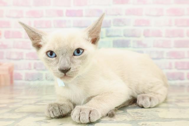 神奈川県のトンキニーズ (Coo&RIKU江の島店/2025年11月10日生まれ/男の子/ブルーポイント)の子猫の2枚目の画像