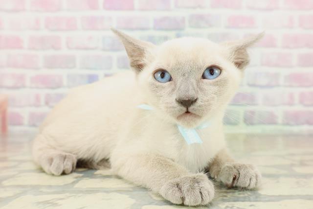 神奈川県のトンキニーズ (Coo&RIKU江の島店/2025年11月10日生まれ/男の子/ブルーポイント)の子猫の3枚目の画像