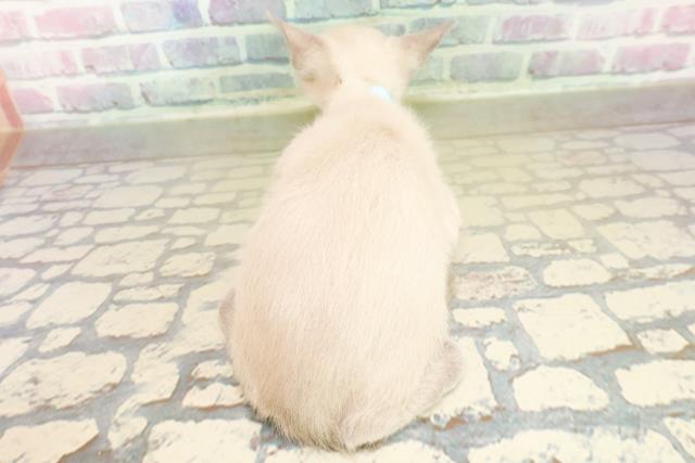 神奈川県のトンキニーズ (Coo&RIKU江の島店/2025年11月10日生まれ/男の子/ブルーポイント)の子猫の4枚目の画像
