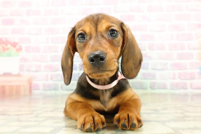 神奈川県のスタンダードダックスフンド(スムース) (Coo&RIKU藤沢店/2025年11月10日生まれ/女の子/レッド)の子犬の1枚目の画像