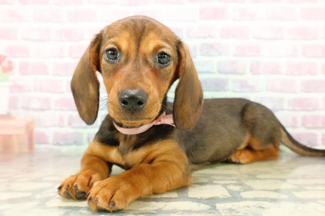 神奈川県のスタンダードダックスフンド(スムース) (Coo&RIKU藤沢店/2025年11月10日生まれ/女の子/レッド)の子犬の2枚目の画像