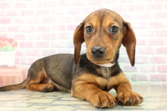 神奈川県のスタンダードダックスフンド(スムース) (Coo&RIKU藤沢店/2025年11月10日生まれ/女の子/レッド)の子犬の3枚目の画像