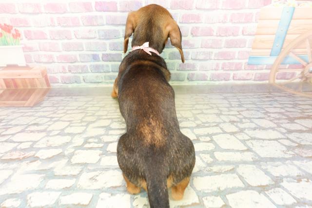 神奈川県のスタンダードダックスフンド(スムース) (Coo&RIKU藤沢店/2025年11月10日生まれ/女の子/レッド)の子犬の4枚目の画像