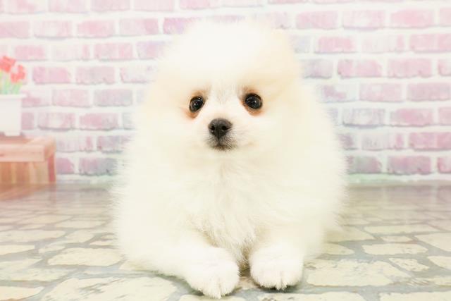 神奈川県のポメラニアン (Coo&RIKU江の島店/2025年11月10日生まれ/女の子/パーティーカラー)の子犬の1枚目の画像