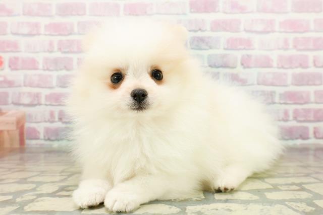 神奈川県のポメラニアン (Coo&RIKU江の島店/2025年11月10日生まれ/女の子/パーティーカラー)の子犬の2枚目の画像