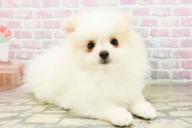 神奈川県のポメラニアン (Coo&RIKU江の島店/2025年11月10日生まれ/女の子/パーティーカラー)の子犬の3枚目の画像