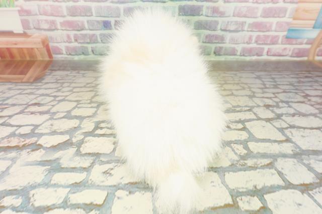 神奈川県のポメラニアン (Coo&RIKU江の島店/2025年11月10日生まれ/女の子/パーティーカラー)の子犬の4枚目の画像