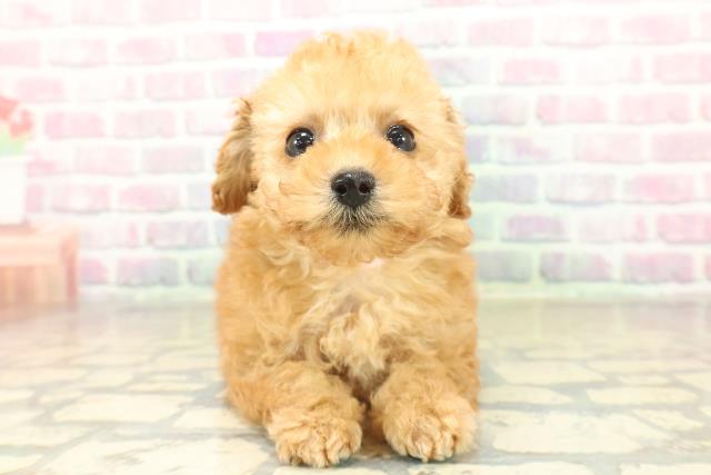 トイ・プードル