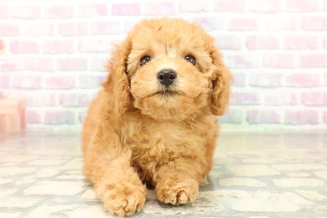 トイ・プードル