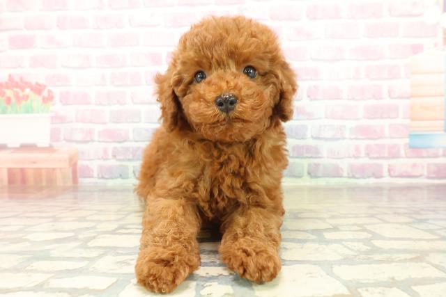 トイ・プードル