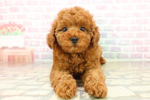 トイ・プードル