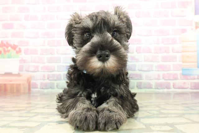 東京都のミニチュアシュナウザー (Coo&RIKU府中店/2025年11月11日生まれ/男の子/ソルトペッパー)の子犬の1枚目の画像