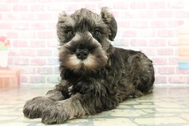 東京都のミニチュアシュナウザー (Coo&RIKU府中店/2025年11月11日生まれ/男の子/ソルトペッパー)の子犬の2枚目の画像