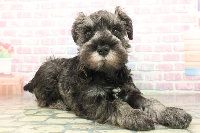 東京都のミニチュアシュナウザー (Coo&RIKU府中店/2025年11月11日生まれ/男の子/ソルトペッパー)の子犬の3枚目の画像