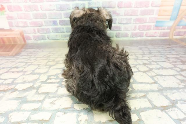 東京都のミニチュアシュナウザー (Coo&RIKU府中店/2025年11月11日生まれ/男の子/ソルトペッパー)の子犬の4枚目の画像