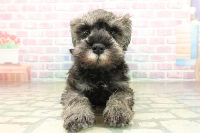 山梨県のミニチュアシュナウザー (Coo&RIKU甲府昭和通り店/2025年11月11日生まれ/男の子/ソルトペッパー)の子犬の1枚目の画像