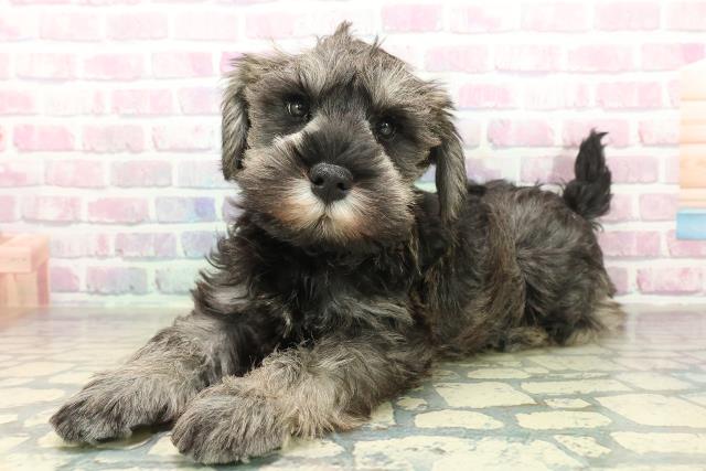 山梨県のミニチュアシュナウザー (Coo&RIKU甲府昭和通り店/2025年11月11日生まれ/男の子/ソルトペッパー)の子犬の2枚目の画像