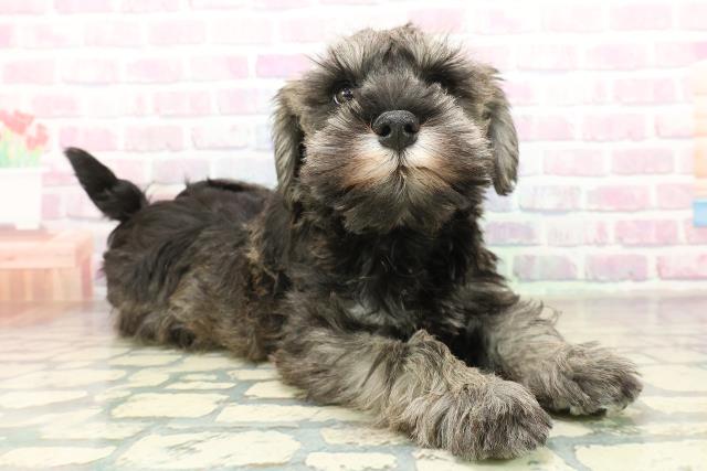 山梨県のミニチュアシュナウザー (Coo&RIKU甲府昭和通り店/2025年11月11日生まれ/男の子/ソルトペッパー)の子犬の3枚目の画像