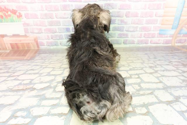 山梨県のミニチュアシュナウザー (Coo&RIKU甲府昭和通り店/2025年11月11日生まれ/男の子/ソルトペッパー)の子犬の4枚目の画像