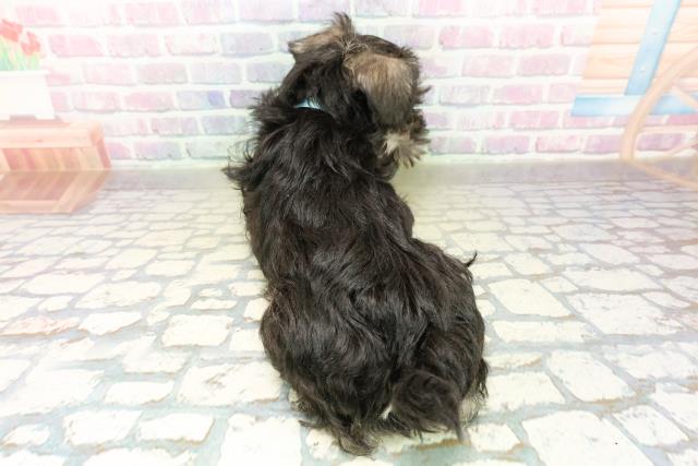 栃木県のミニチュアシュナウザー (Coo&RIKU宇都宮店/2025年11月11日生まれ/男の子/ソルトペッパー)の子犬の4枚目の画像