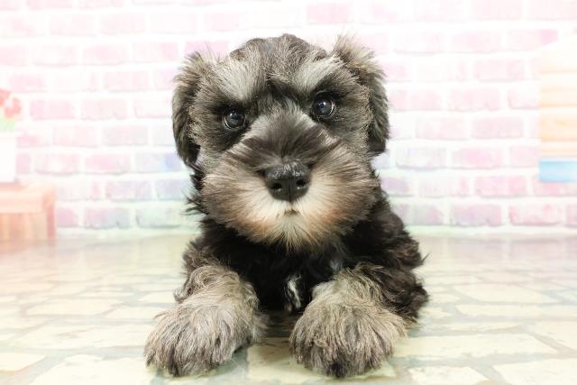 神奈川県のミニチュアシュナウザー (Coo&RIKU小田原店/2025年11月11日生まれ/女の子/ソルトペッパー)の子犬の1枚目の画像