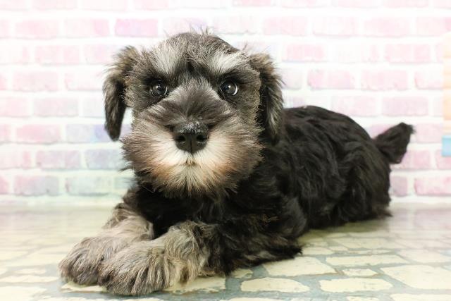 神奈川県のミニチュアシュナウザー (Coo&RIKU小田原店/2025年11月11日生まれ/女の子/ソルトペッパー)の子犬の2枚目の画像