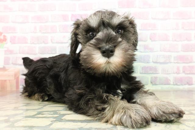 神奈川県のミニチュアシュナウザー (Coo&RIKU小田原店/2025年11月11日生まれ/女の子/ソルトペッパー)の子犬の3枚目の画像