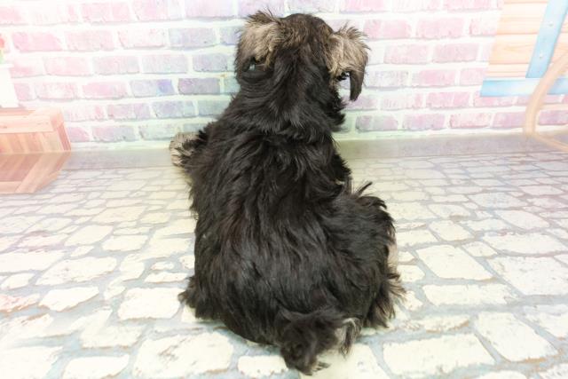 神奈川県のミニチュアシュナウザー (Coo&RIKU小田原店/2025年11月11日生まれ/女の子/ソルトペッパー)の子犬の4枚目の画像