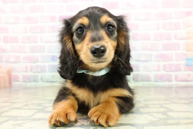 神奈川県のミニチュアダックスフンド(ロング) (Coo&RIKU小田原店/2025年11月11日生まれ/男の子/ブラックタン)の子犬の1枚目の画像