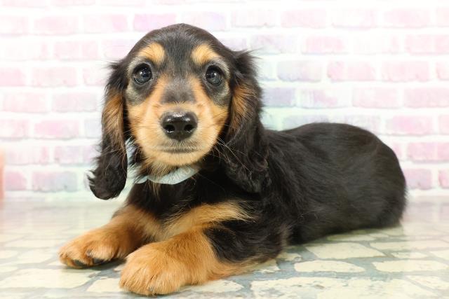 神奈川県のミニチュアダックスフンド(ロング) (Coo&RIKU小田原店/2025年11月11日生まれ/男の子/ブラックタン)の子犬の2枚目の画像