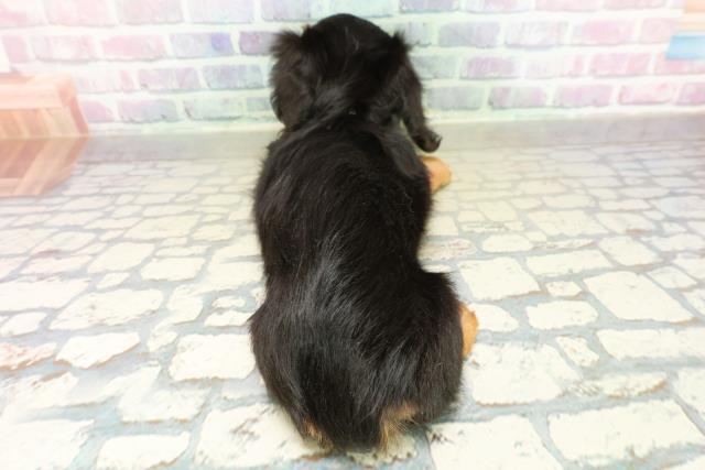 神奈川県のミニチュアダックスフンド(ロング) (Coo&RIKU小田原店/2025年11月11日生まれ/男の子/ブラックタン)の子犬の4枚目の画像