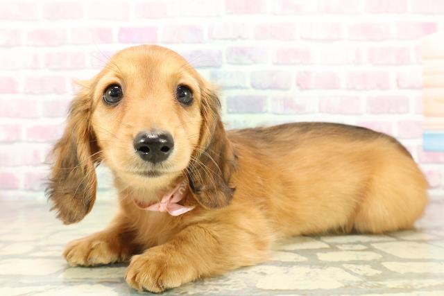 神奈川県のミニチュアダックスフンド(ロング) (Coo&RIKU藤沢店/2025年11月11日生まれ/女の子/レッド)の子犬の2枚目の画像