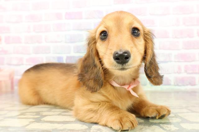 神奈川県のミニチュアダックスフンド(ロング) (Coo&RIKU藤沢店/2025年11月11日生まれ/女の子/レッド)の子犬の3枚目の画像