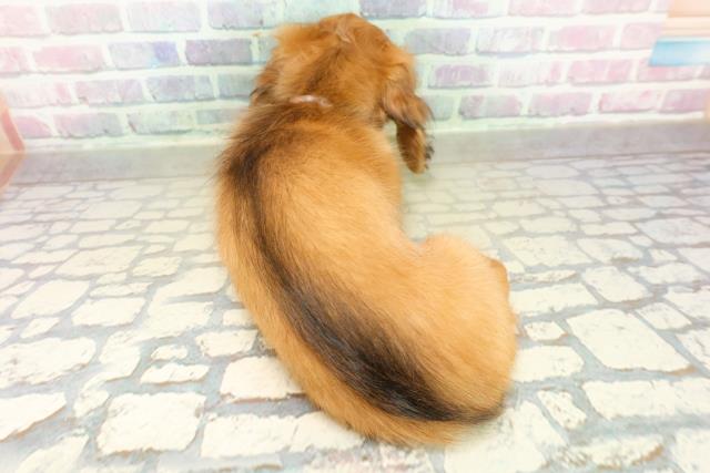 神奈川県のミニチュアダックスフンド(ロング) (Coo&RIKU藤沢店/2025年11月11日生まれ/女の子/レッド)の子犬の4枚目の画像