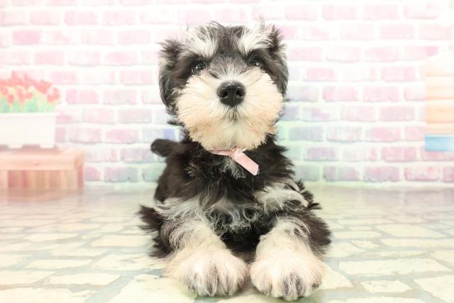 神奈川県のミニチュアシュナウザー (Coo&RIKU秦野店/2025年11月6日生まれ/女の子/ブラックシルバー)の子犬の1枚目の画像