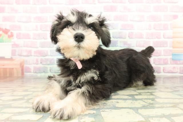 神奈川県のミニチュアシュナウザー (Coo&RIKU秦野店/2025年11月6日生まれ/女の子/ブラックシルバー)の子犬の2枚目の画像