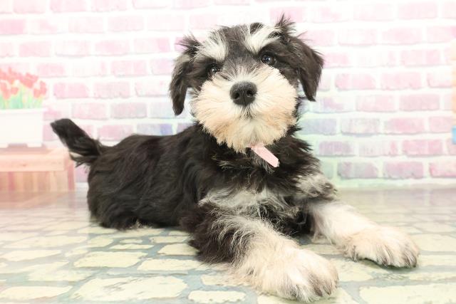 神奈川県のミニチュアシュナウザー (Coo&RIKU秦野店/2025年11月6日生まれ/女の子/ブラックシルバー)の子犬の3枚目の画像