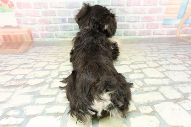 神奈川県のミニチュアシュナウザー (Coo&RIKU秦野店/2025年11月6日生まれ/女の子/ブラックシルバー)の子犬の4枚目の画像