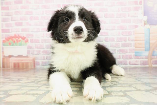 栃木県のボーダーコリー (Coo&RIKU宇都宮店/2025年11月10日生まれ/女の子/ブラックホワイト)の子犬の1枚目の画像