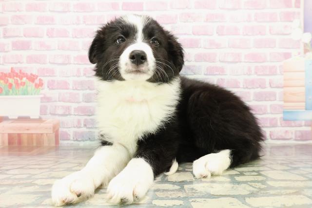 栃木県のボーダーコリー (Coo&RIKU宇都宮店/2025年11月10日生まれ/女の子/ブラックホワイト)の子犬の2枚目の画像