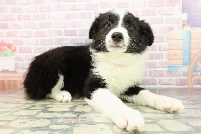 栃木県のボーダーコリー (Coo&RIKU宇都宮店/2025年11月10日生まれ/女の子/ブラックホワイト)の子犬の3枚目の画像